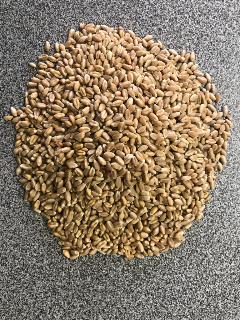 Korong Grains – The Dairy Shoppe